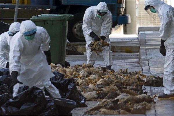 ۷ میلیون و ۶۰۰ هزار مرغ بر اثر ابتلا به بیماری آنفلوانزای پرندگان در قم معدوم شد